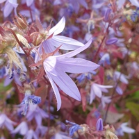 Campanula fenestrellata subsp. istriaca